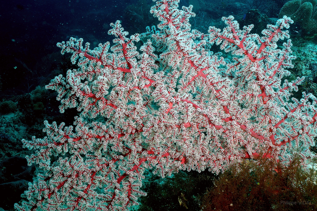 Raja Ampat 2016 - Corail - IMG_4087_rc.jpg